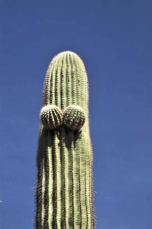 saguaro